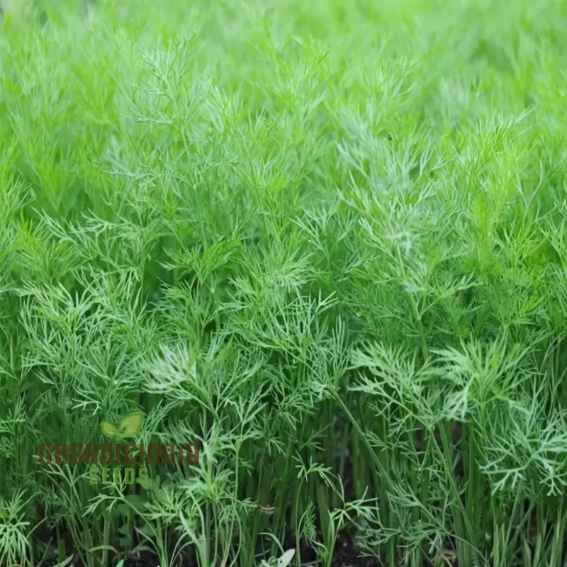 Dill Soya Seeds for Planting – Aromatic Herb for Cooking & Home Gardening