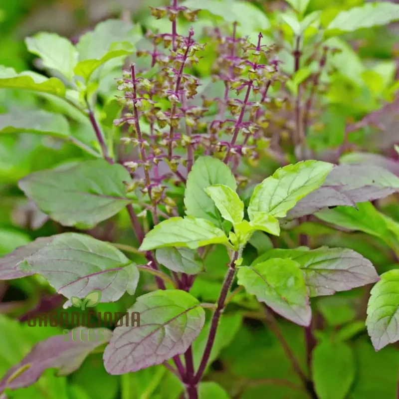 Krishna Tulasi Seeds For Planting - Sacred and Medicinal Plant for Spiritual Gardens