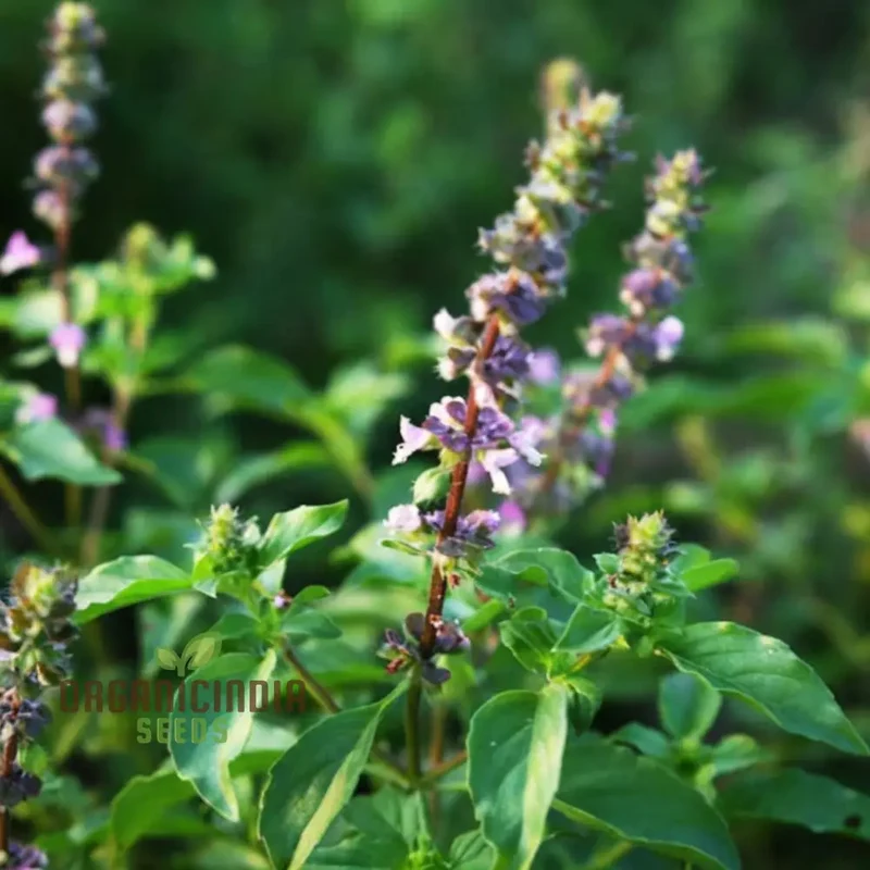 Krishna Tulasi Seeds For Planting - Sacred and Medicinal Plant for Spiritual Gardens