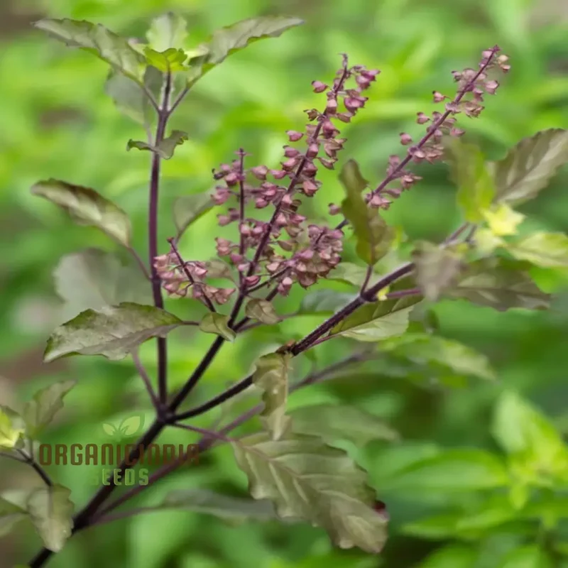 Krishna Tulasi Seeds For Planting - Sacred and Medicinal Plant for Spiritual Gardens