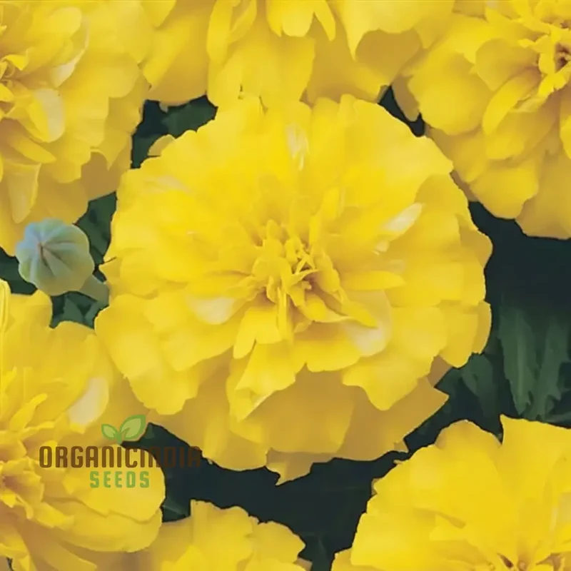 French Yellow Marigold Seeds, Bright and Cheerful Blooms for Your Garden