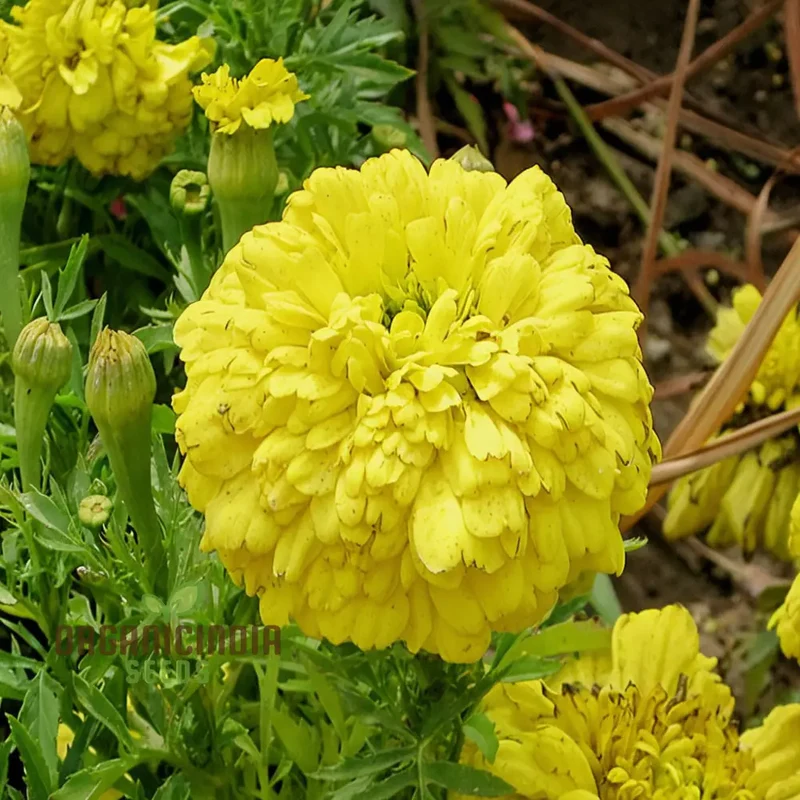 French Yellow Marigold Seeds, Bright and Cheerful Blooms for Your Garden