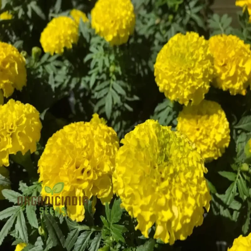 French Yellow Marigold Seeds, Bright and Cheerful Blooms for Your Garden