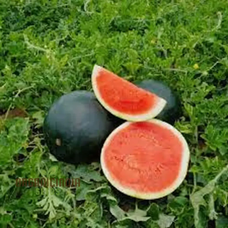 Black-Hybrid Watermelon Seeds: Ideal for Gardening Enthusiasts Looking for Quality Seeds