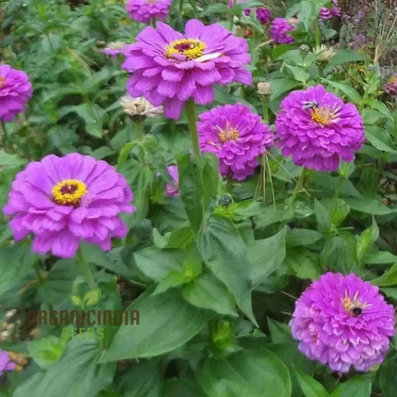 Zinnia Elegans Purple Flower Seeds - Vibrant, Easy-to-Grow Blooms for Stunning Garden