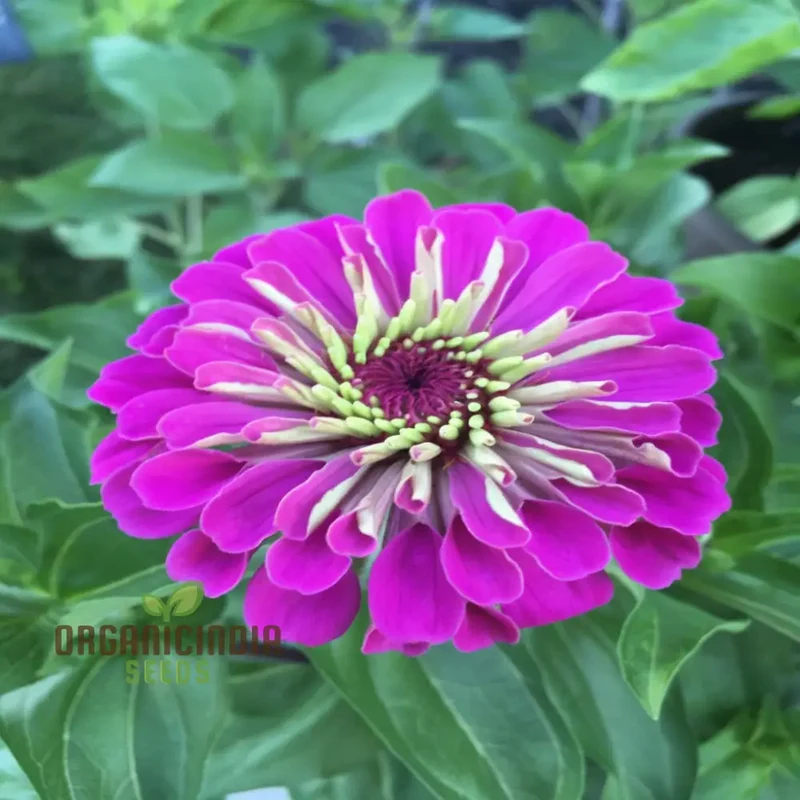 Zinnia Elegans Purple Flower Seeds - Vibrant, Easy-to-Grow Blooms for Stunning Garden