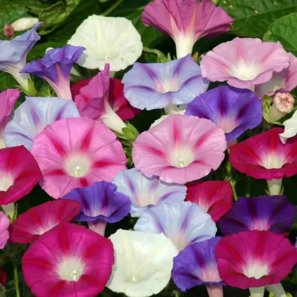 Gloire du matin Lazy Luxe ( Ipomoea purpurea )