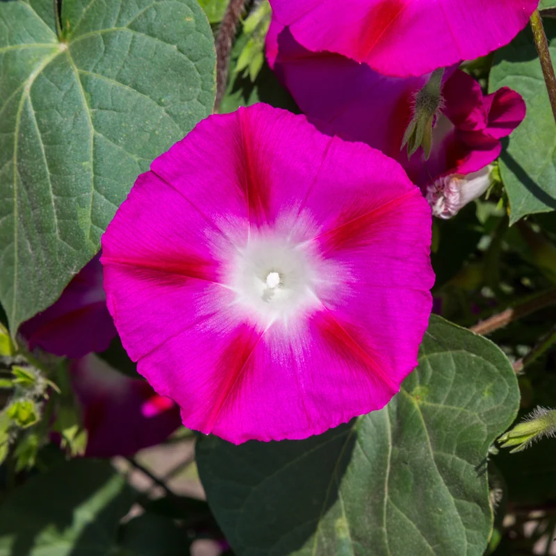 Gloire du matin Crimson Rambler ( Ipomoea purpurea )