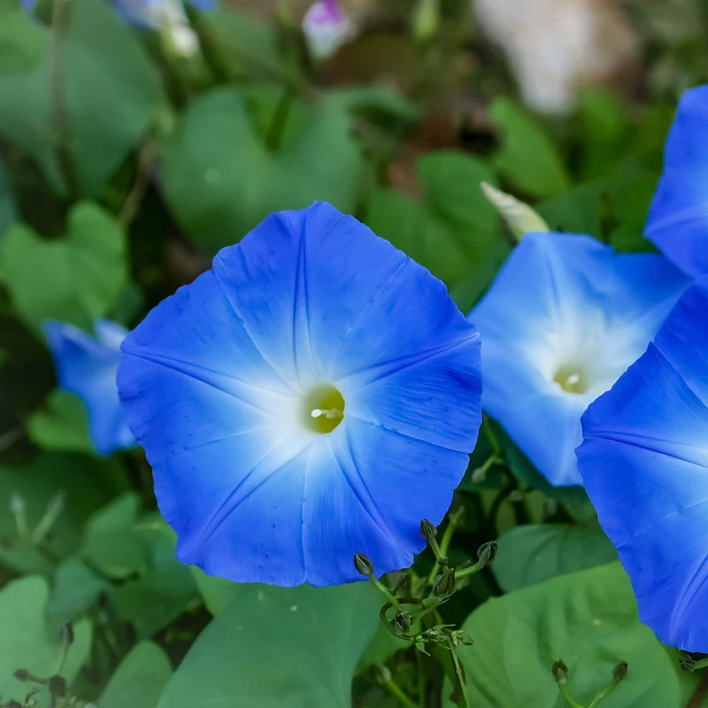 Gloire du matin Heavenly Blue ( Ipomoea tricolor )