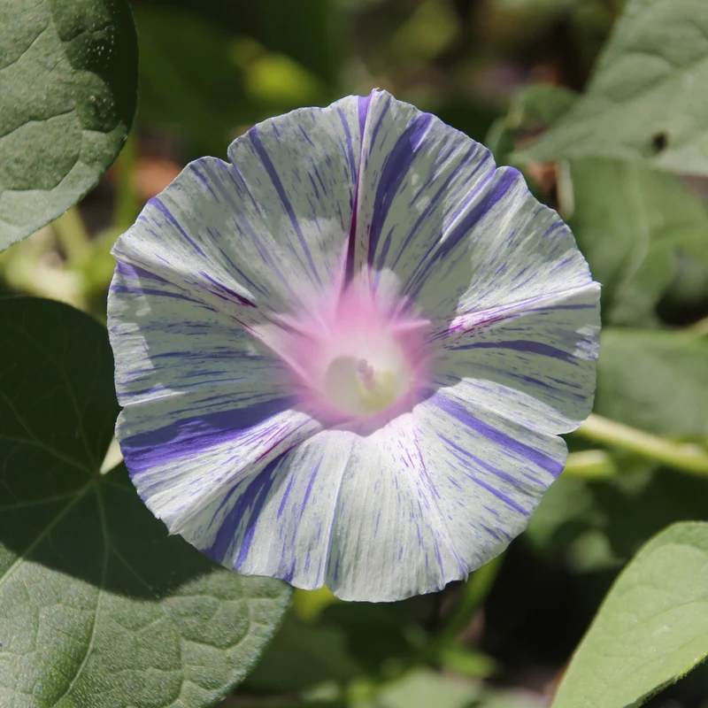 Gloire du matin Carnaval de Venise ( Ipomoea purpurea )