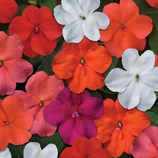 Impatiens Beacon™ Select Mélange F1 ( Impatiens walleriana )