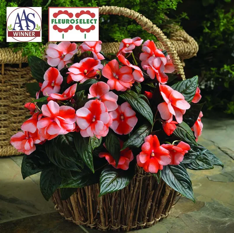 Impatiens Nouvelle Guinée Florific® Sweet Orange F1 ( Impatiens hawkeri )