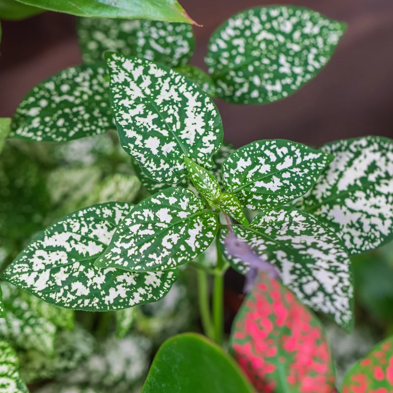 Hypoestes Splash Select™ Blanc ( Hypoestes phyllostachya )