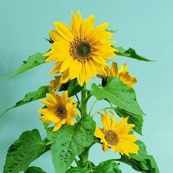 Tournesol ‘Pacino® Gold’ ( Helianthus annuus )