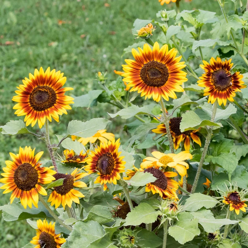 Tournesol ‘Ring of Fire’ ( Helianthus annuus )