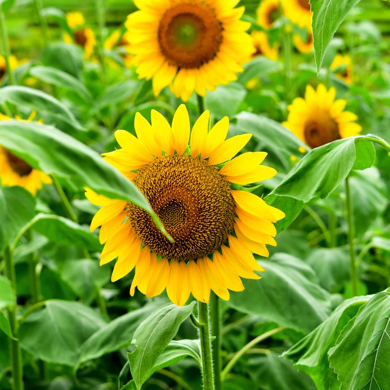 Tournesol ‘Suntastic Golden’ F1 ( Helianthus annuus )