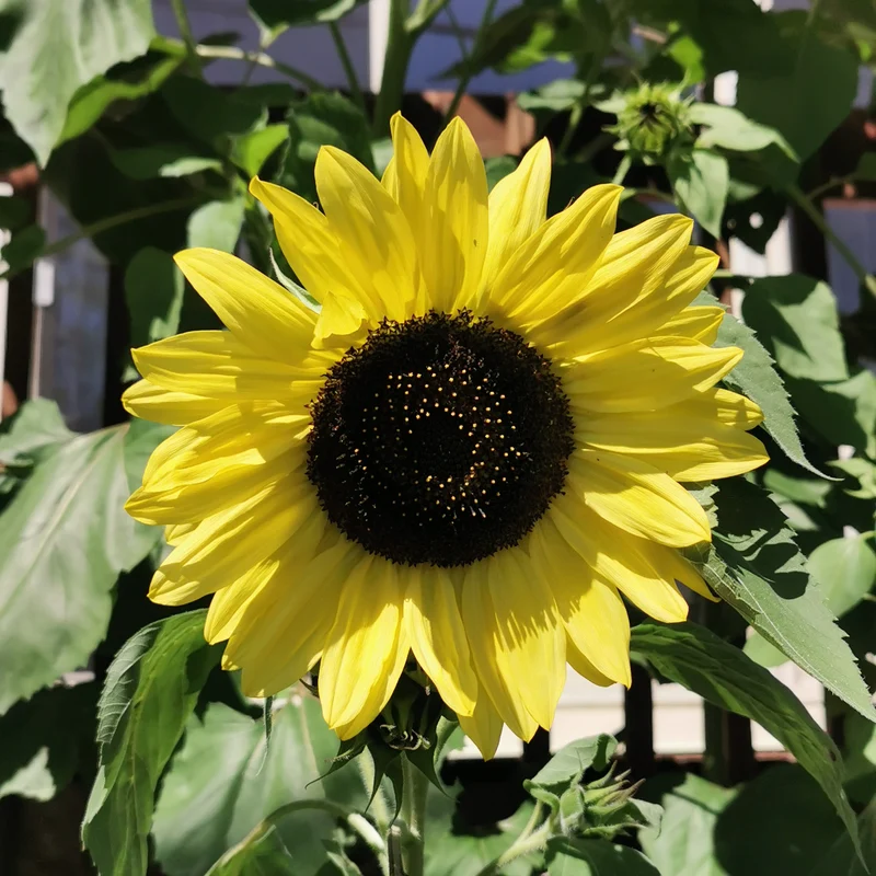 Tournesol ‘Lemon Queen’ ( Helianthus annuus )