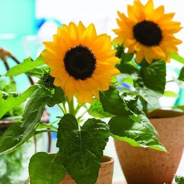 Tournesol ‘Smiley™’ F1 ( Helianthus annuus )