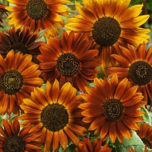 Tournesol ‘Earthwalker’ ( Helianthus annuus )
