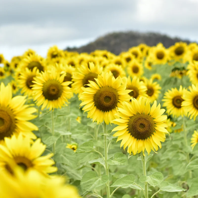 Tournesol ‘King Kong’ F1 ( Helianthus annuus )