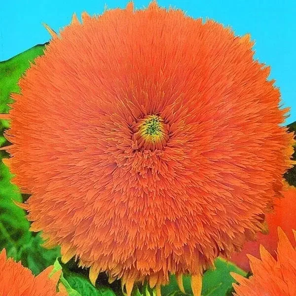 Tournesol double ‘Santa Fe’ ( Helianthus annuus )
