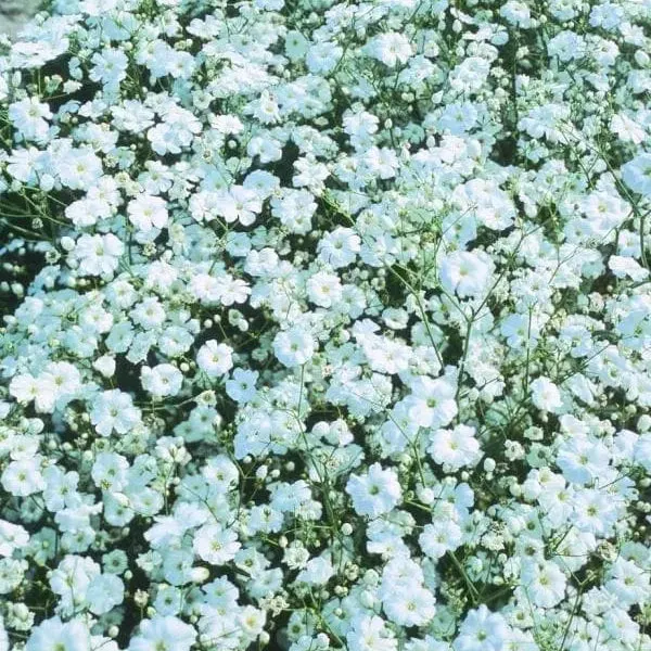 Gypsophile Covent Garden White ( Gypsophila elegans )