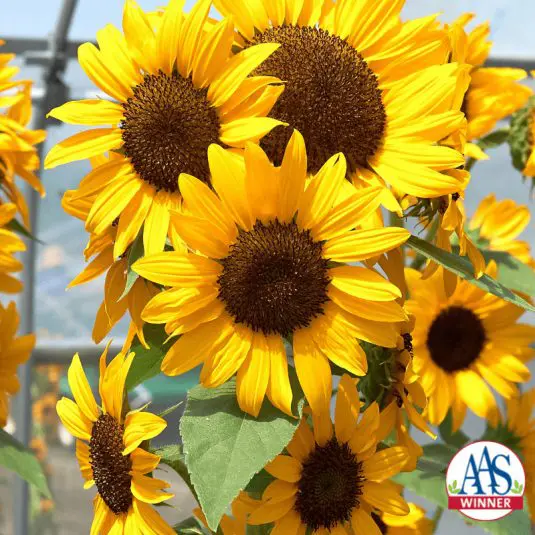 Tournesol ‘Concert Bell’ F1 ( Helianthus annuus )