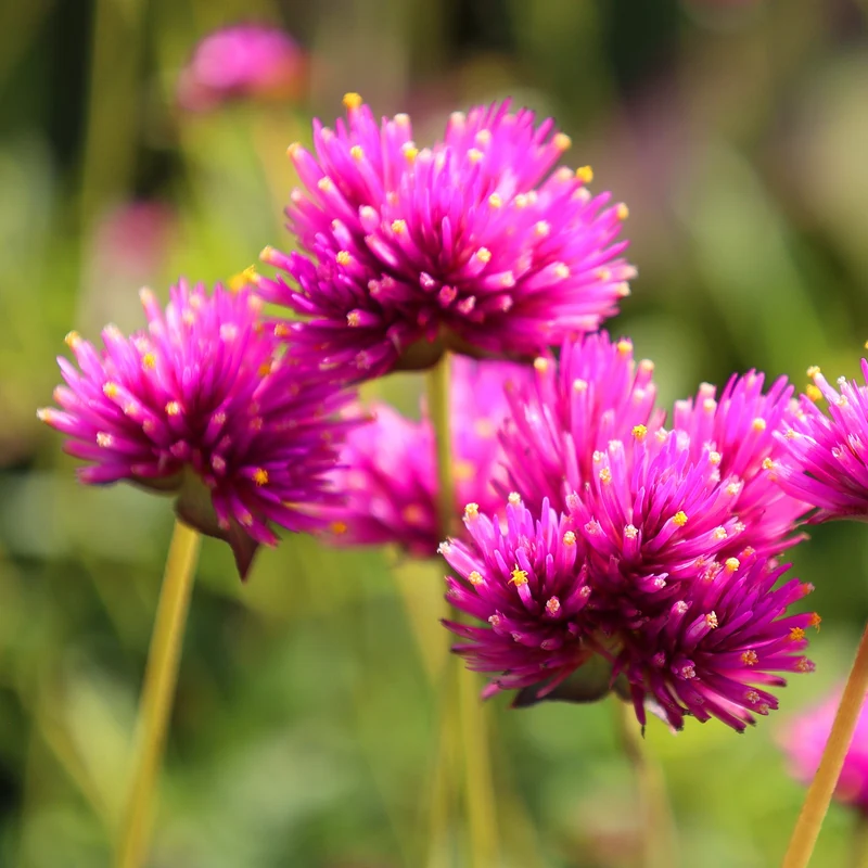 Gomphrena ‘Ping Pong Purple’ ( Gomphrena globosa )