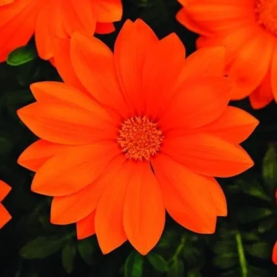 Gazania New Day® Clear Orange F1 ( Gazania rigens )