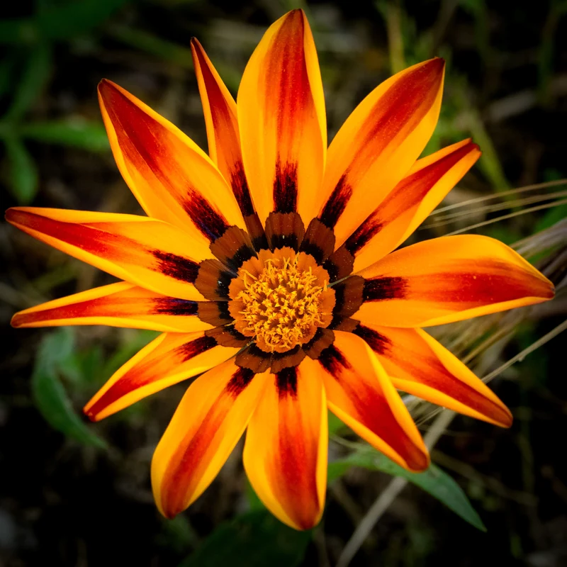 Gazania Kiss™ Golden Flame F1 ( Gazania rigens )