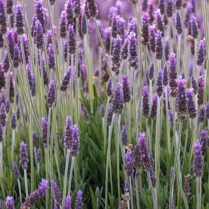 Lavande Chill-Out Blue ( Lavandula angustifolia )
