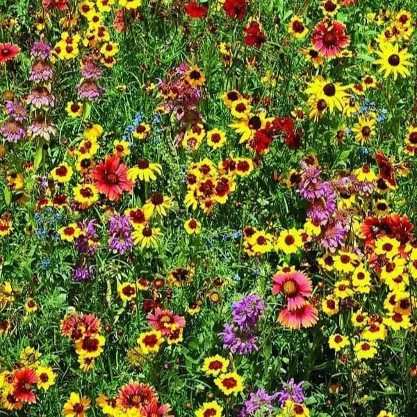 Fleurs sauvages mélange ‘Pollinisateur’