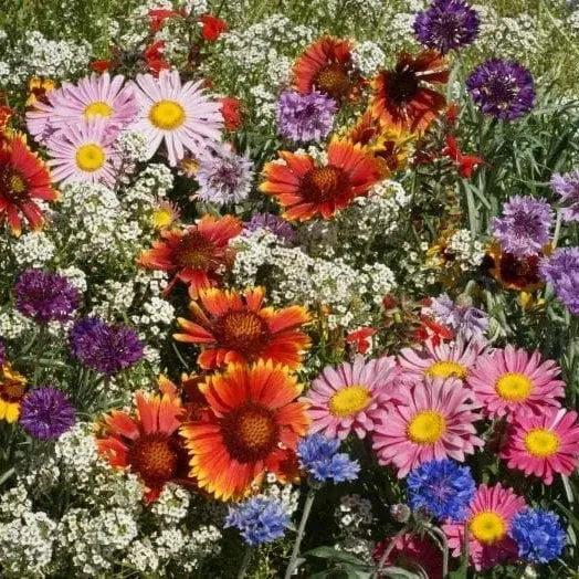 Fleurs sauvages mélange ‘Oiseaux et Papillons’