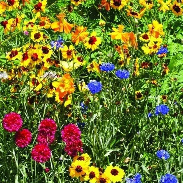 Fleurs sauvages mélange ‘Sol Sec’