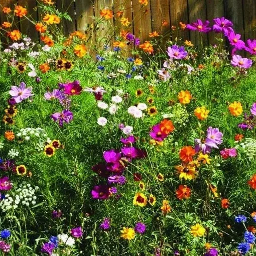 Fleurs sauvages mélange ‘Fleurs coupées’