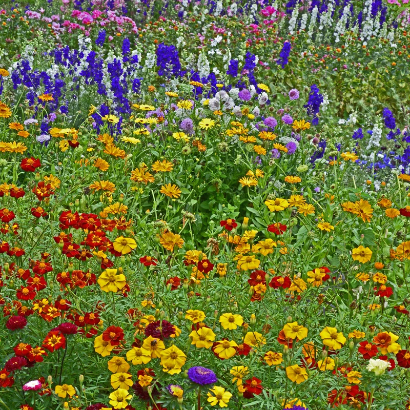 Fleurs sauvages mélange ‘Nordic’