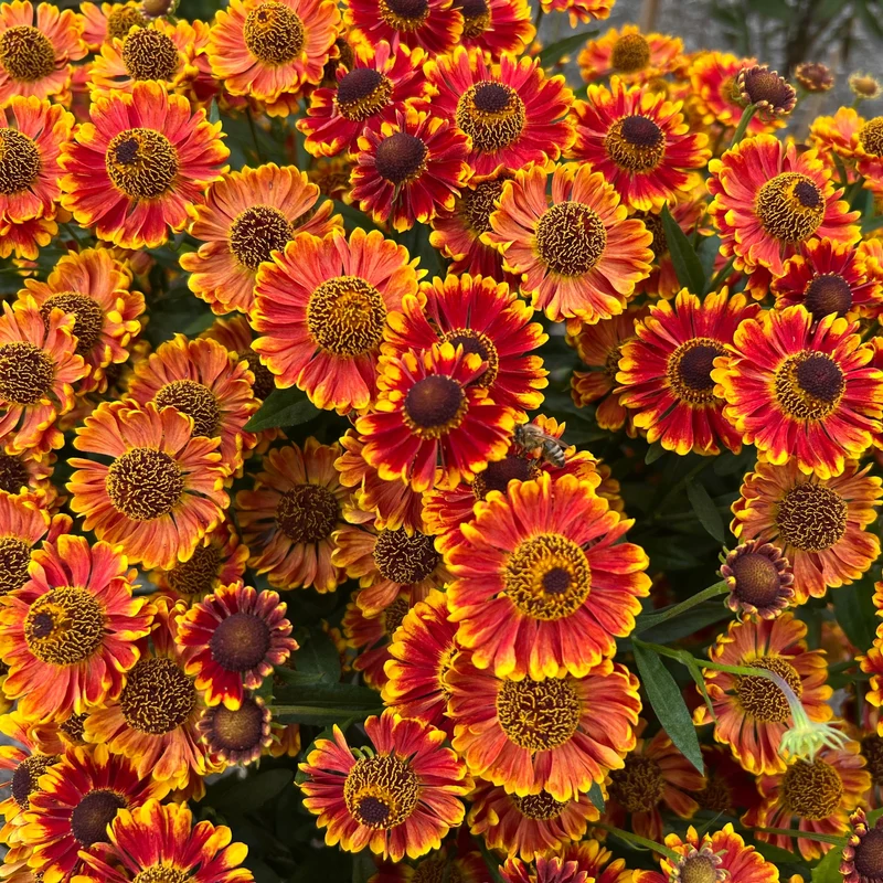 Helenium ‘Red Shades’ ( Helenium autumnale )