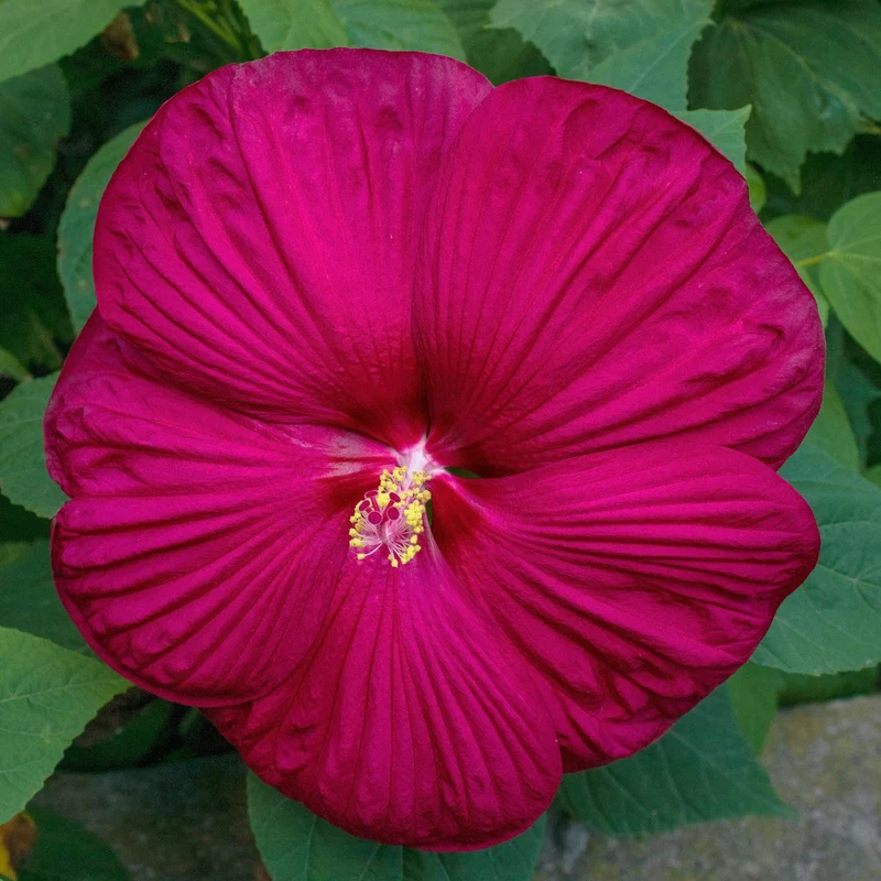 Hibiscus Luna™ Red F1 ( Hibiscus moscheutos )