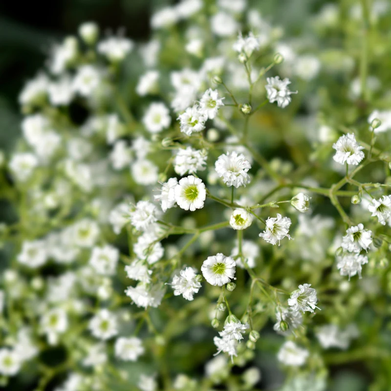 Gypsophile ‘Snowflake White’ ( Gypsophila paniculata )