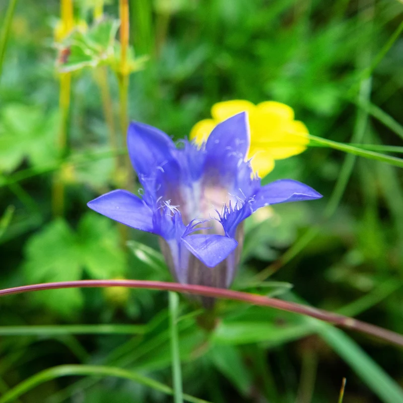 Gentiane Lagodechiana Bleu ( Gentiana septemfida )
