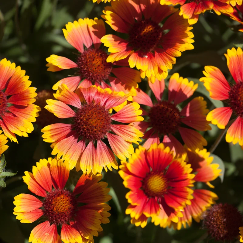 Gaillarde ‘Arizona Sun’ ( Gaillardia x grandiflora )
