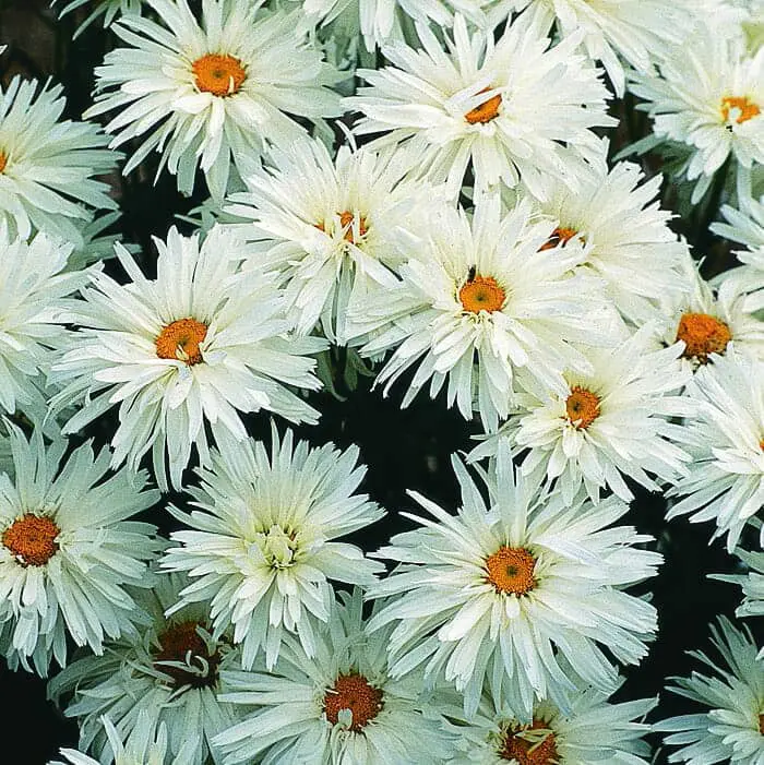 Chrysanthème ‘Crazy Daisy’ ( Leucanthemum x superbum )