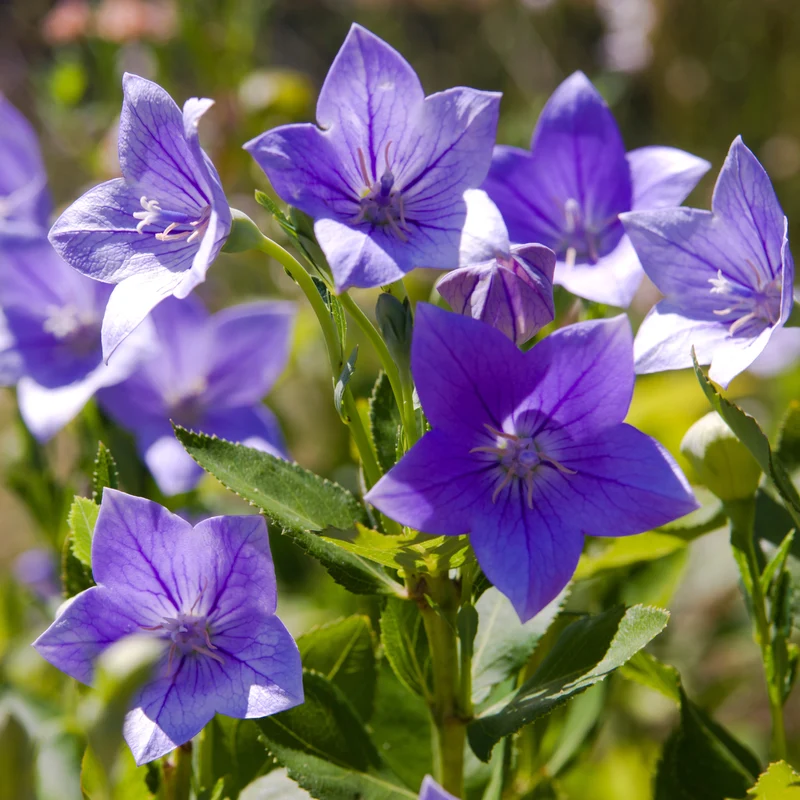 Campanule ‘Rapido Blue’ F1 ( Campanula carpatica )