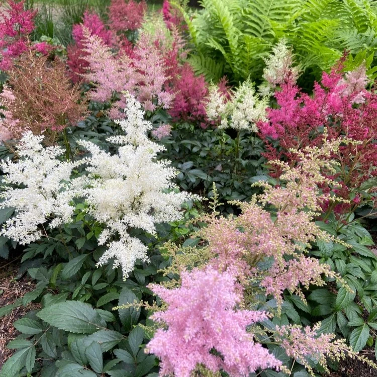 Mélange d‘Astilbe ’Rhapsody' ( Astilbe arendsii )
