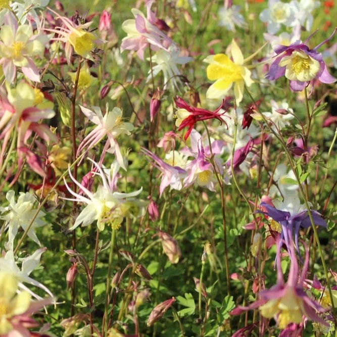 Ancolie des géants mélange ‘Mc Kana’ ( Aquilegia x cultorum )