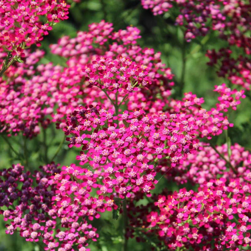 Achillée ‘Cassis’ ( Achillea miillifolium )