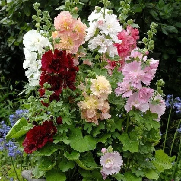 Rose trémière ‘Spring Celebrities™’ ( Alcea rosea )