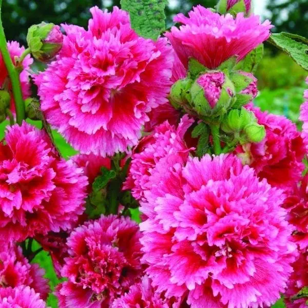 Rose trémière ‘Fiesta Time’ ( Alcea rosea )