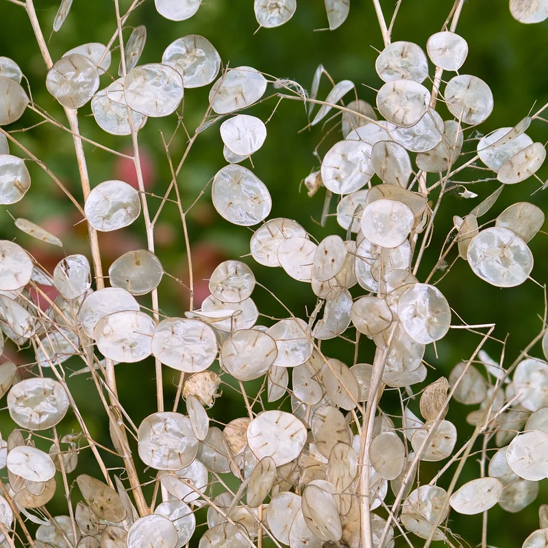 Monnaie du pape Alba ( Lunaria annua )