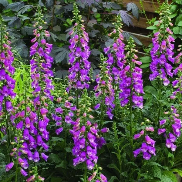 Digitale Panther F1 ( Digitalis )